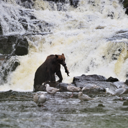 Fortress Of The Bears Waterfall Creek Bear Tour