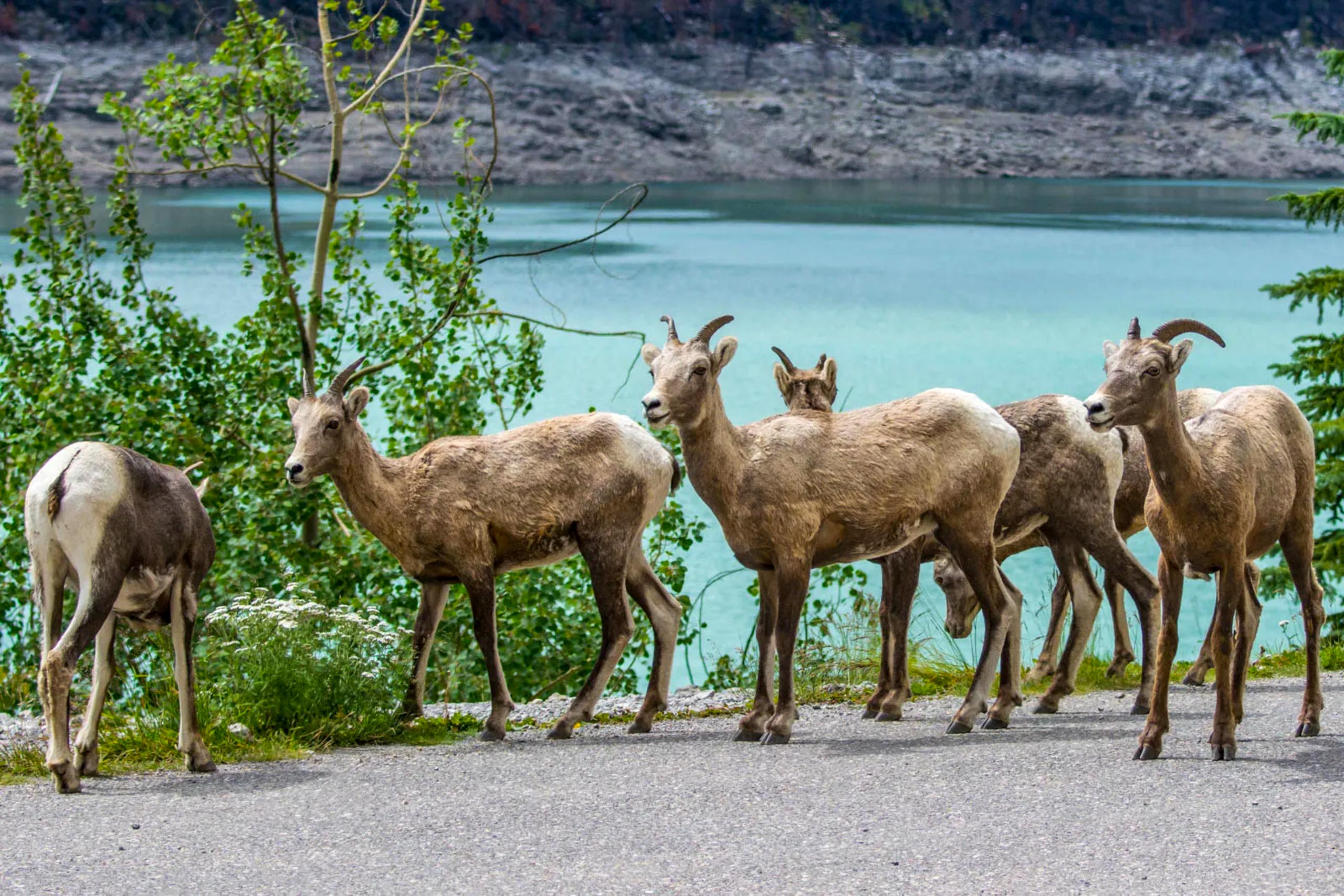 Adobestock Canada Waterfall Tours Canada Landscapes Animals