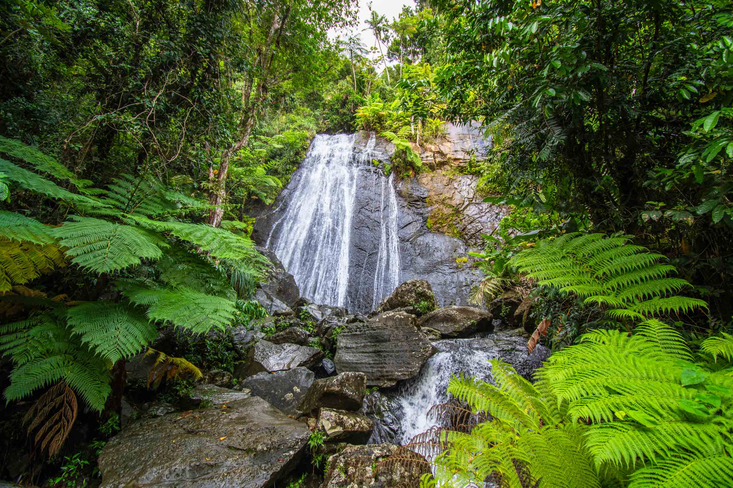 Spectacular and popular roadside La Coca Falls in El Yunque Rain